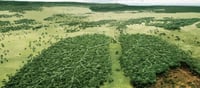 Why is the Amazon forest called the lungs of the earth?